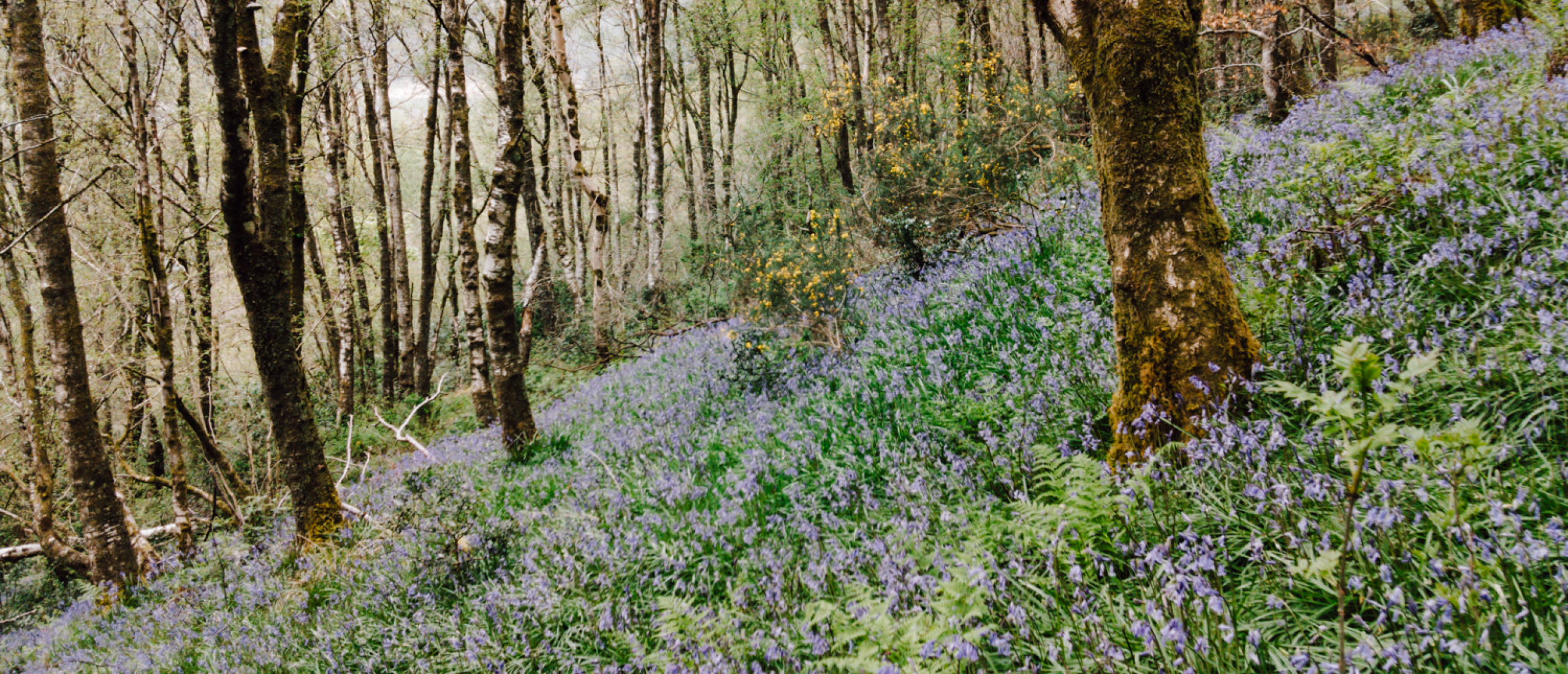 Lente in Schotland