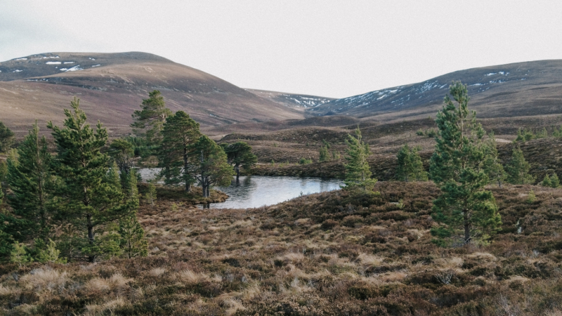 tweedaagse-wandelroute-schotland-abernethy-forest