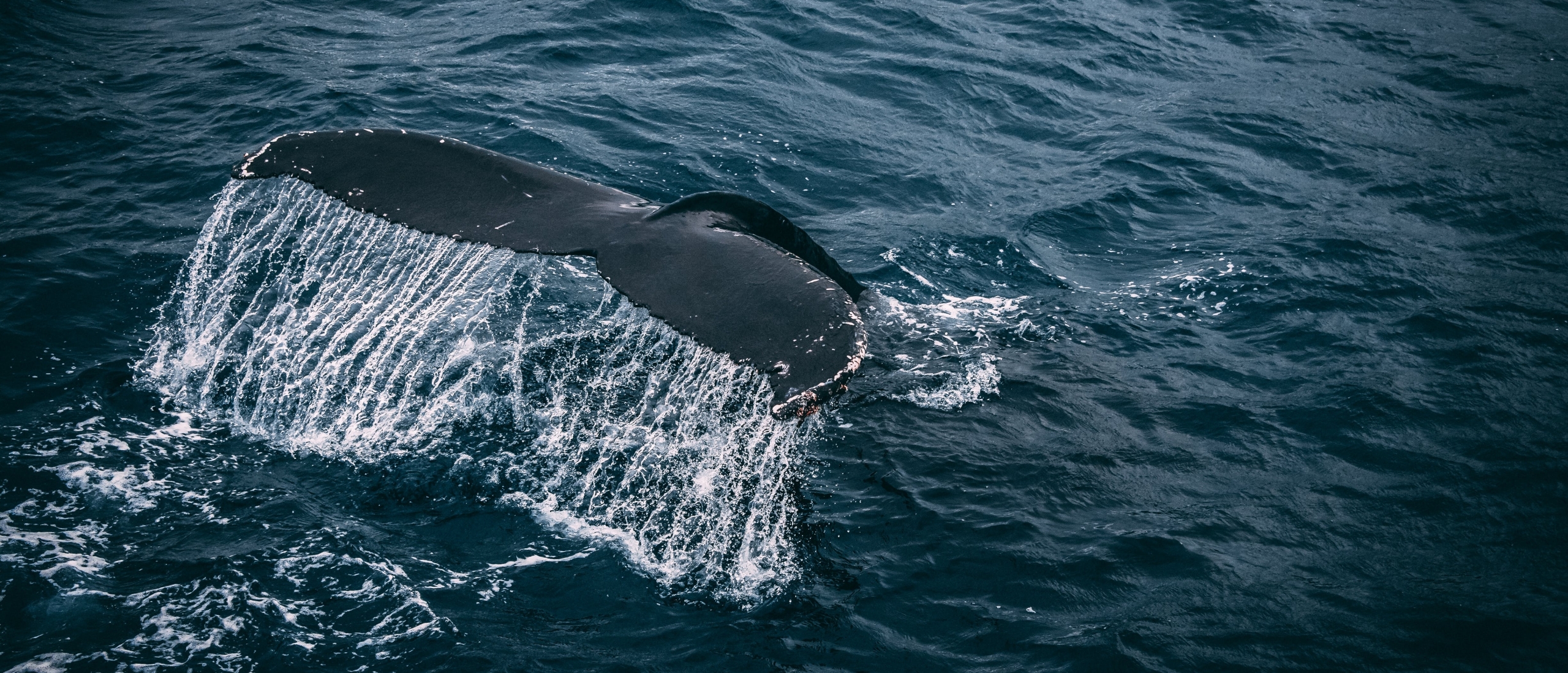 Walvissen spotten in Schotland