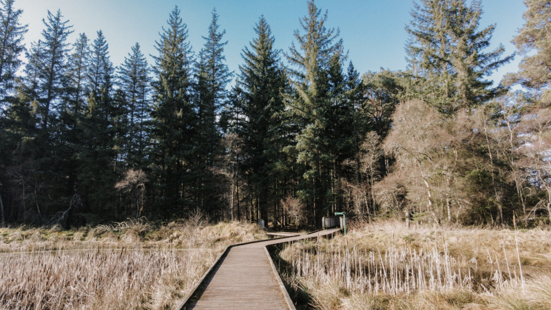 wandelen-abernethy-forest