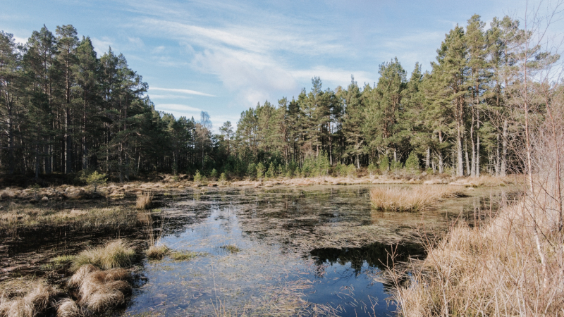 wandelen-routes-abernethy-forest