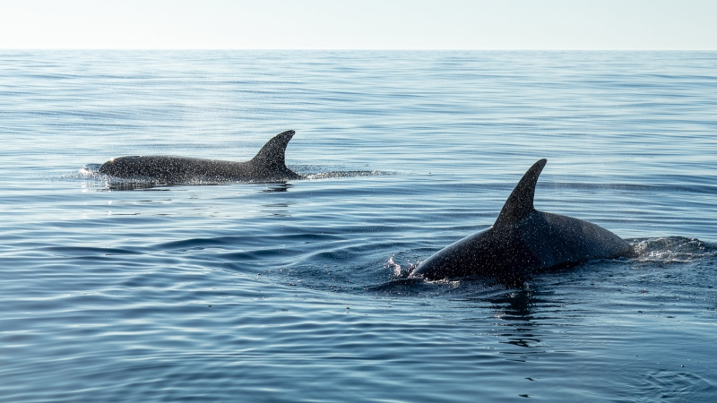 wilde-zeezoogdieren-schotland