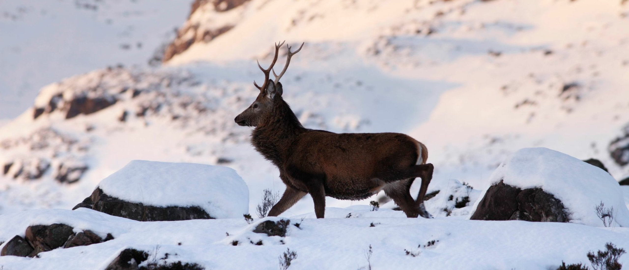 Welke wilde dieren leven in Schotland