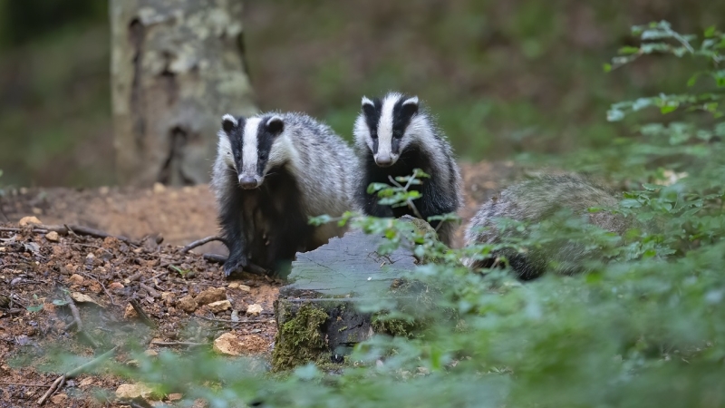 wilde-dieren-schotland-das