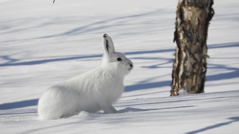 wilde-dieren-schotland-sneeuwhaas