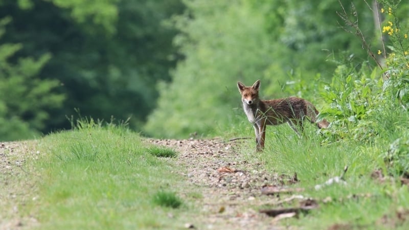 wilde-dieren-spotten-schotland