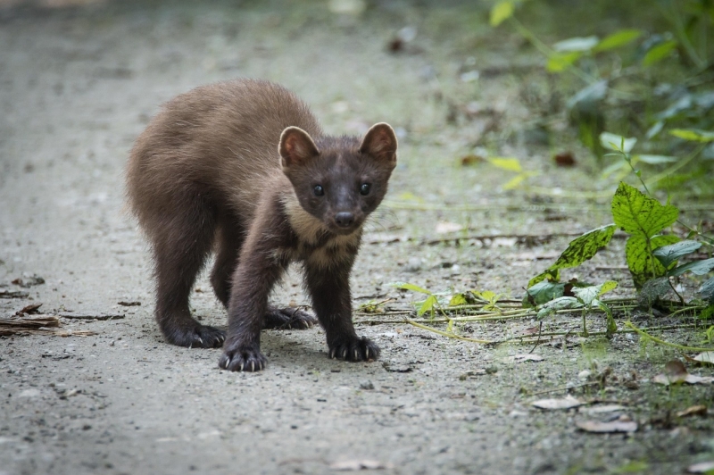 wilde-zoogdieren-schotland