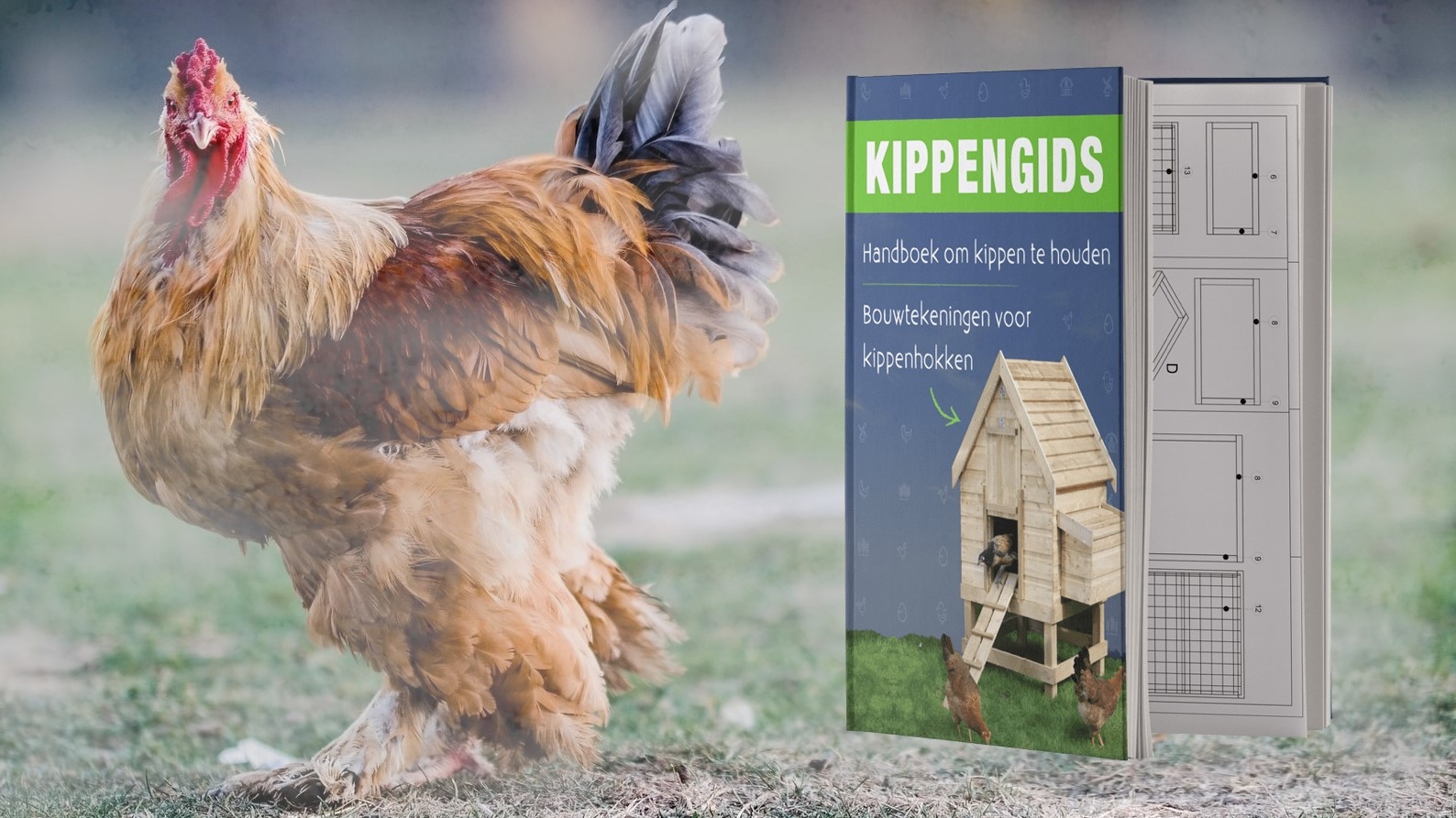 De Kippengids review