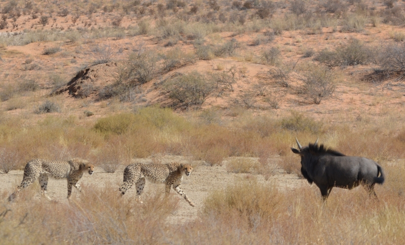 2 cheetahs met een wildebeest in Kgalagadi