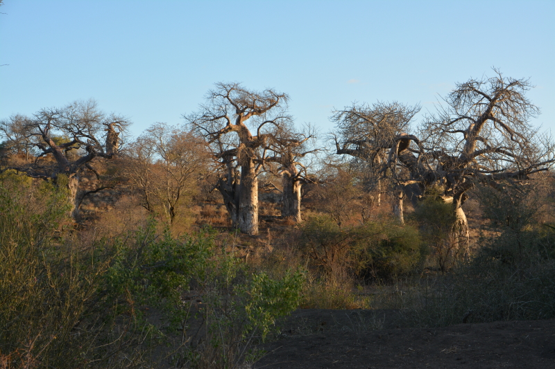 Baobab bos in het noorden van Kruger