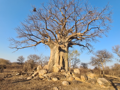 baobab in zingela