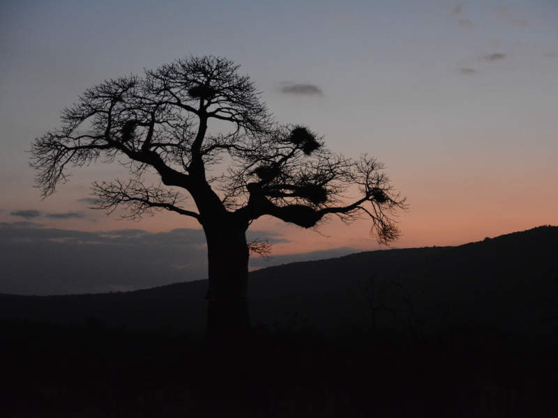 baobab kruger zuid-afrika