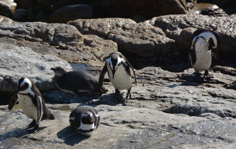 Betty's Bay pinguïn kolonie