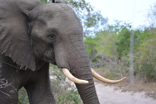 Big tusker in Tembe