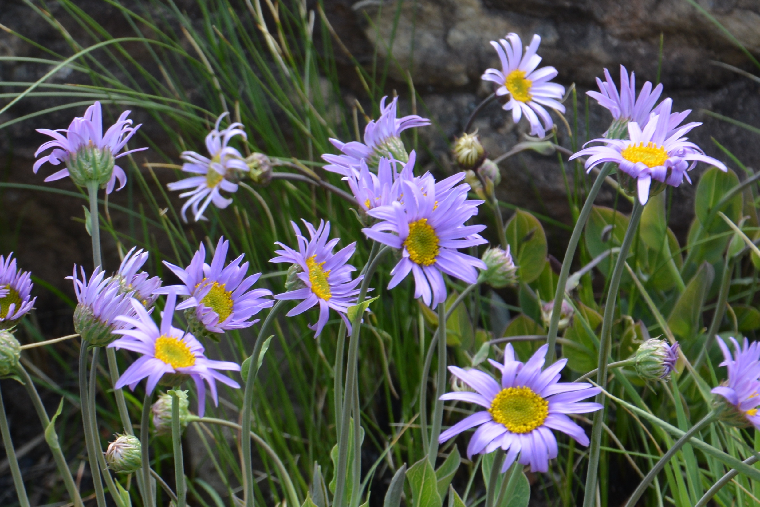 bloemen Drakensbergen