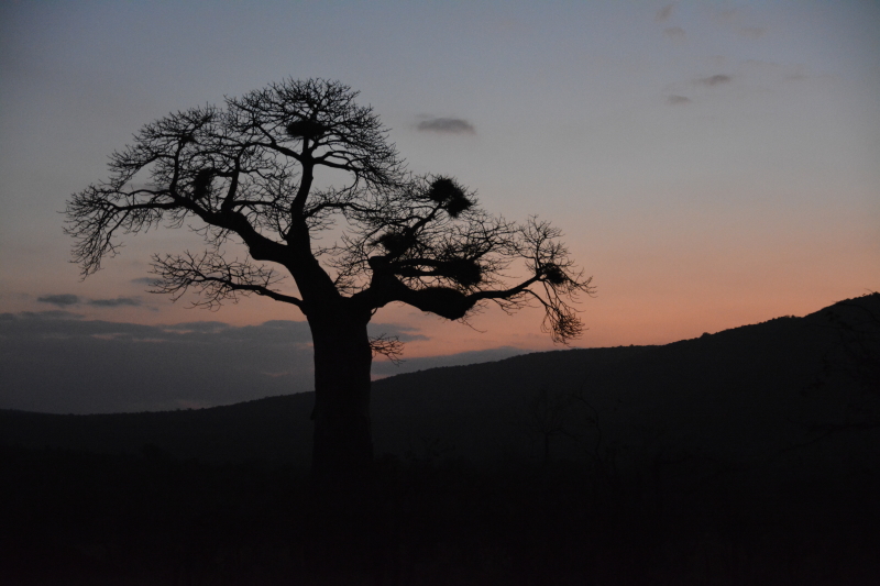 boabab zonsondergang kruger