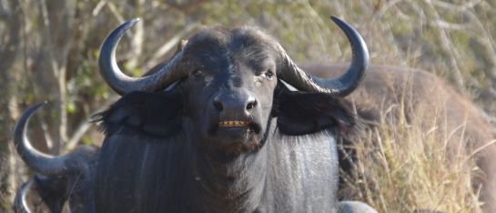 Buffel big5 Kruger
