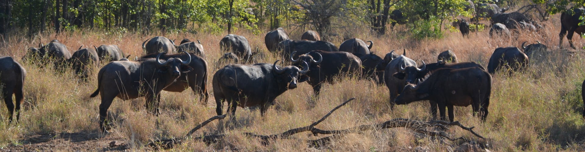 Buffels Kruger bij Punda Maria