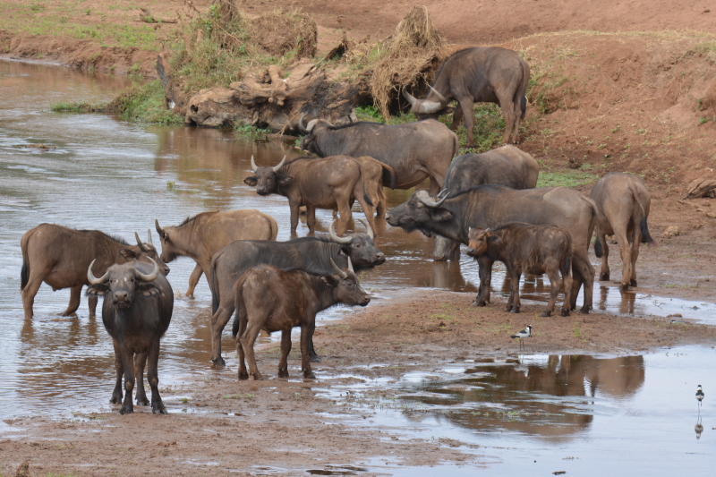 buffels luvuvhu river Kruger
