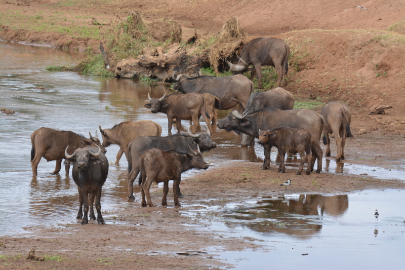 buffels zuid-afrika