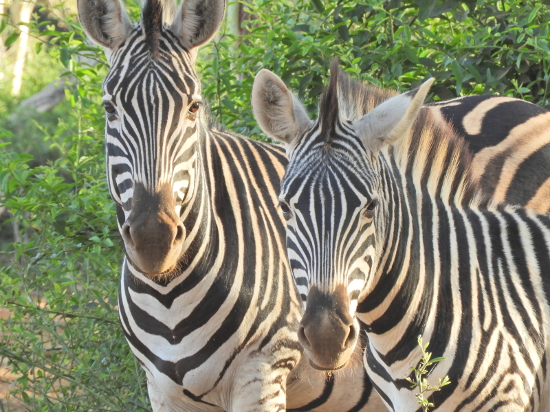 Burchell's Zebra in Kruger