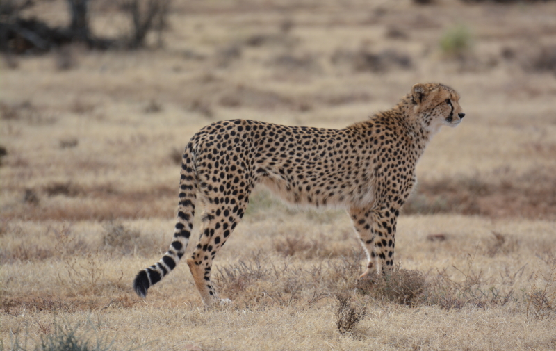 cheetah in Samara private game reserve
