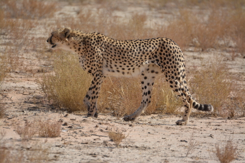 cheetah kgalagadi