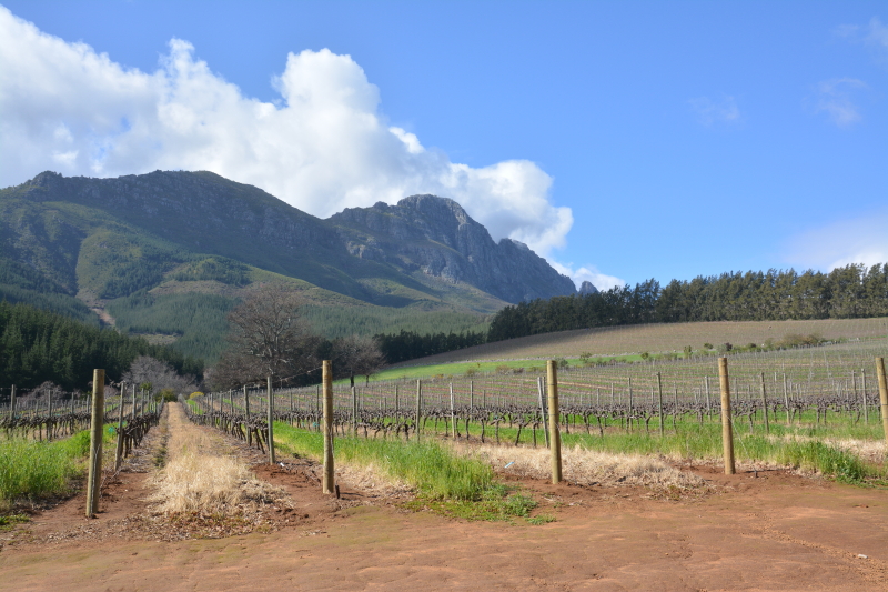 Delheim wines Stellenbosch