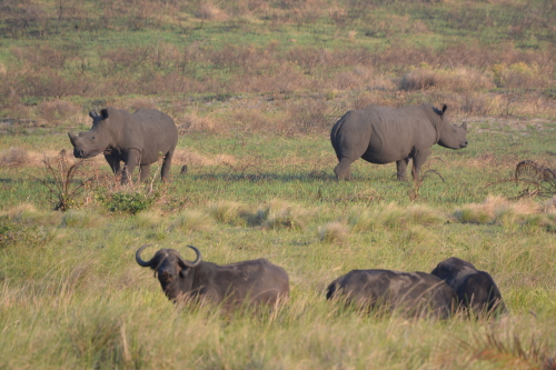dieren safari zuid-afrika