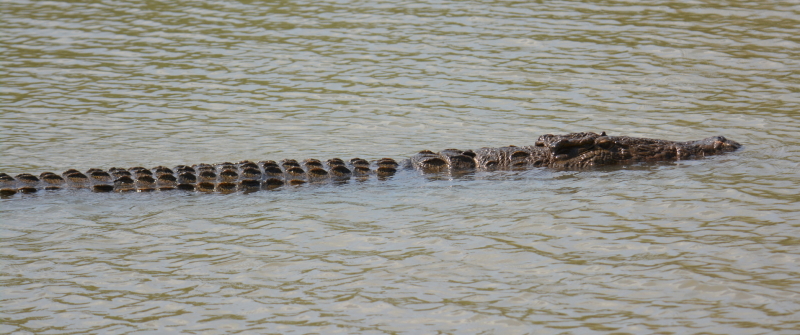 croc st lucia