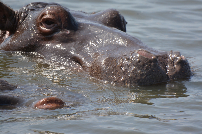 hippo st lucia
