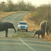 elephant road block