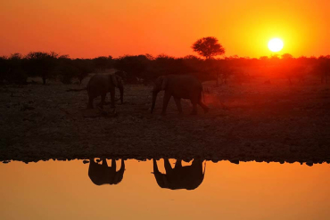 elephants-at-okaukejo-waterhole-in-etosha-at-sunset