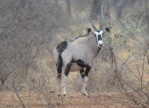 gemsbok at zingela