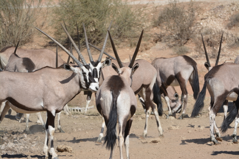 dieren zuid-afrika