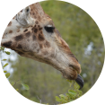 Giraf in Isimangaliso