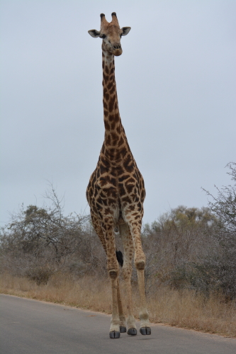 Giraf in Kruger bij Afsaal