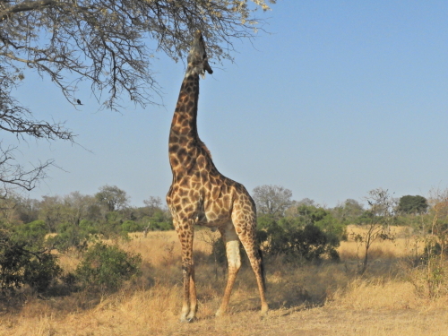 Giraf in zuid Kruger