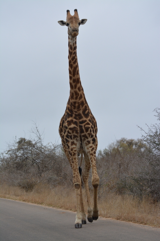giraf Kruger zuid-afrika