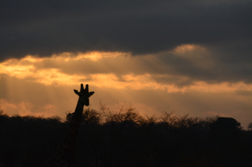 Giraf zonsopgang Kruger