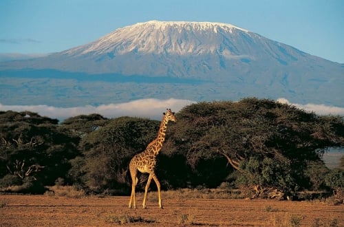 giraffe-voor-kilimanjaro