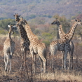 giraffen pilanesberg