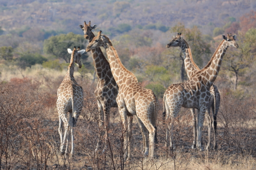 giraffen pilanesberg
