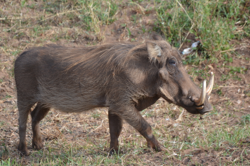 groot wrattenzwijn kruger zuid-afrika