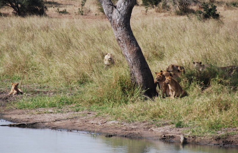 Grote troep leeuwen Kruger