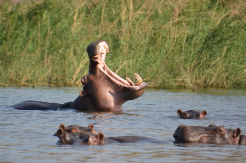 hippo in pongola game reserve