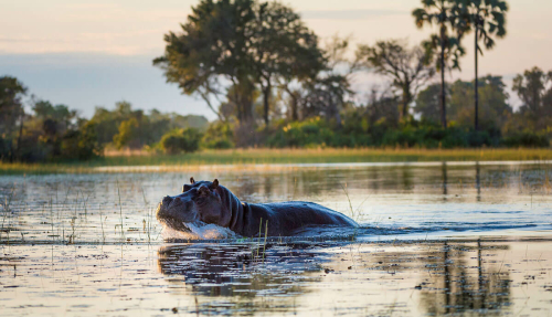 hippopotamus-okavango-delta-botswana