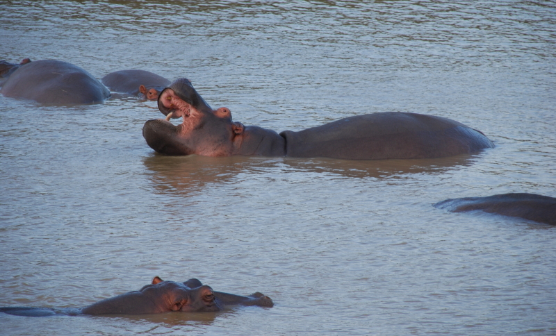 hippos boottocht st. lucia