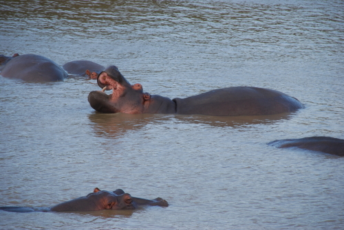 hippos St. Lucia
