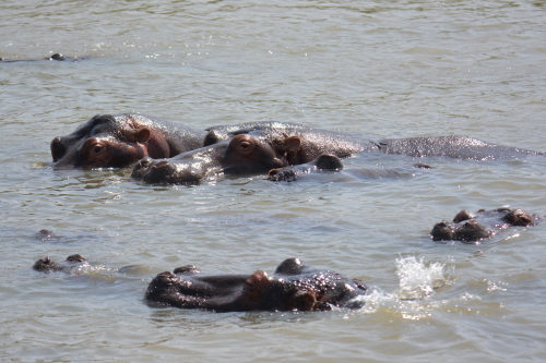 hippos st lucia estuary